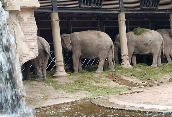 Eindrücke des Zoos