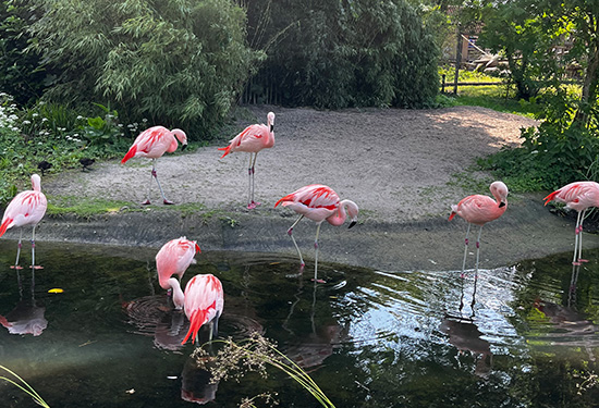 Flamingos