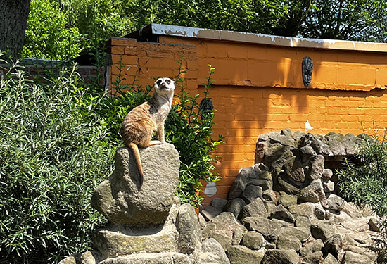 Erdmännchen